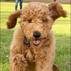 Meet your Posher, Lacey